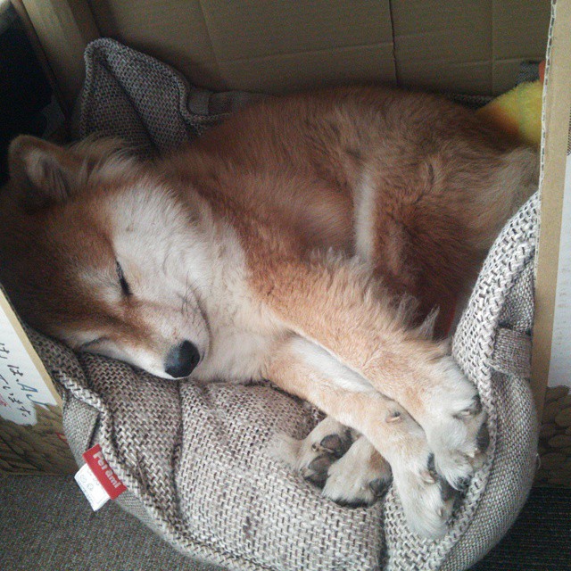 爱游戏官网-鏖战与惊艳，羽毛球亚运赛场的巴黎前奏