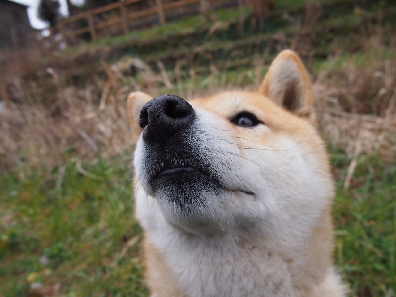 狂潮席卷印第安纳，周琦41+18+7封盖宣告东方巨人觉醒