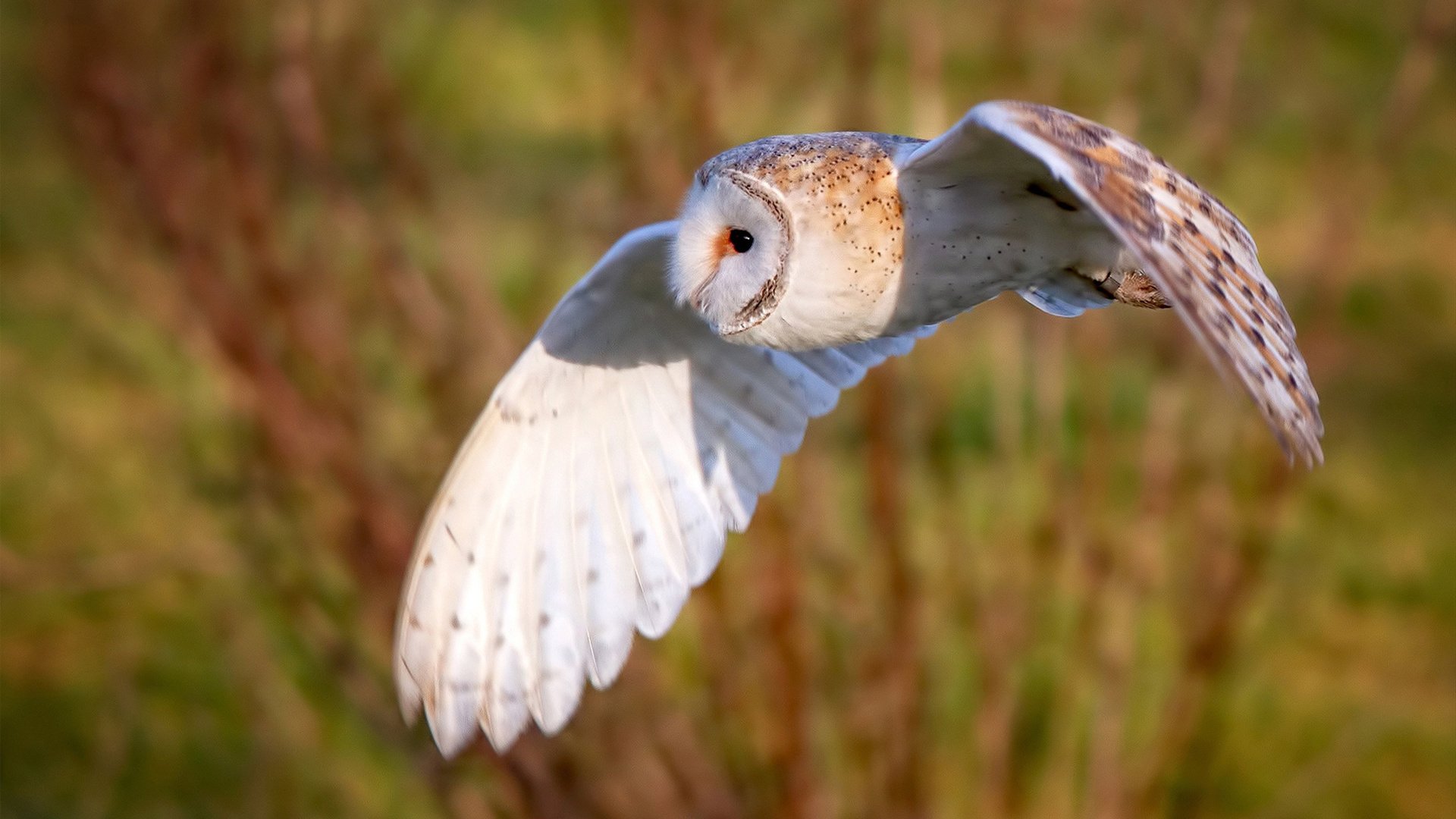 富士山压顶大本钟，许昕如神奈川冲浪扛起日本队横扫英格兰