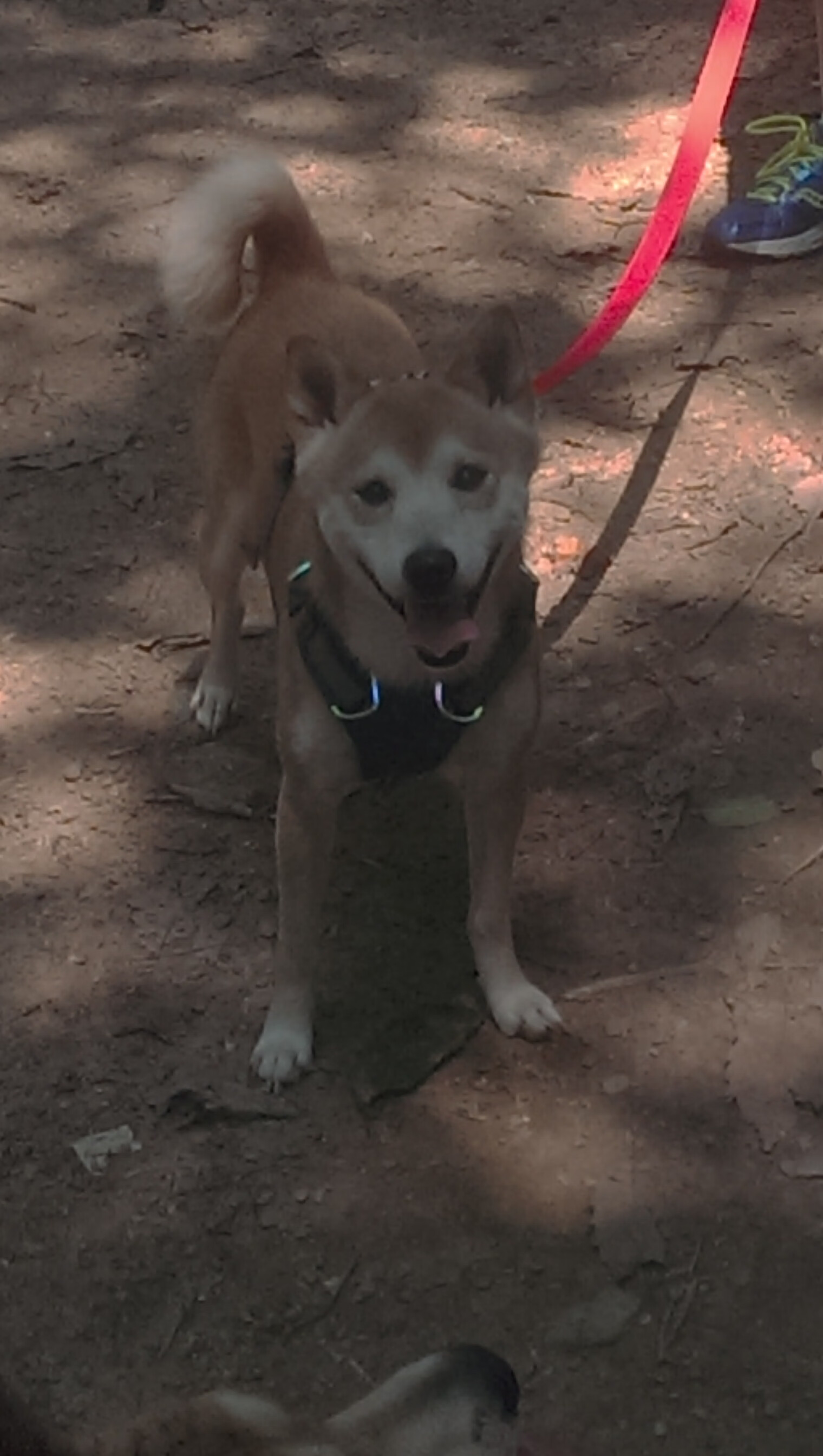 铁骑撕裂地中海防线，阿尔及利亚的沙漠风暴如何冲垮摩纳哥的世界排名争夺战