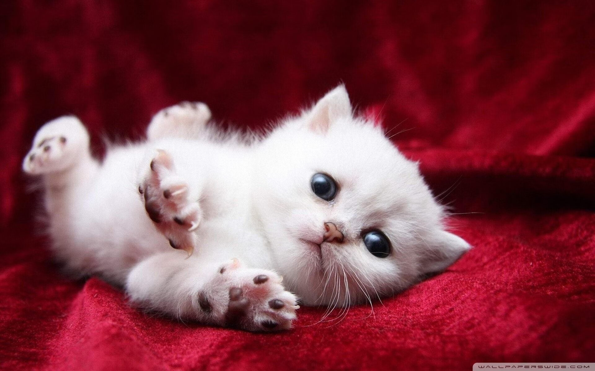 爱游戏-最后一张门票，克罗地亚与伊朗的战争，改写两个大陆的奥运命运