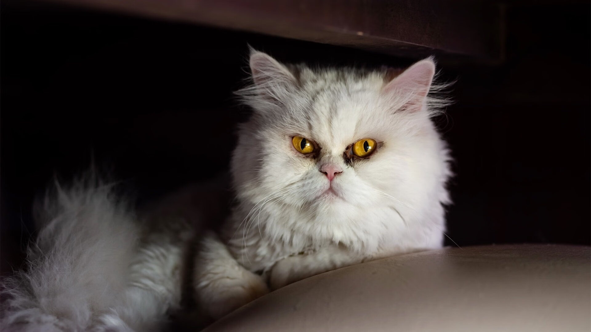 内马尔的关键冷静与洪都拉斯的单节风暴，体育唯一性的双面镜