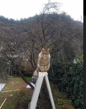 裁判的哨音在撒谎,当国家德比成为跨国数据实验的温床
