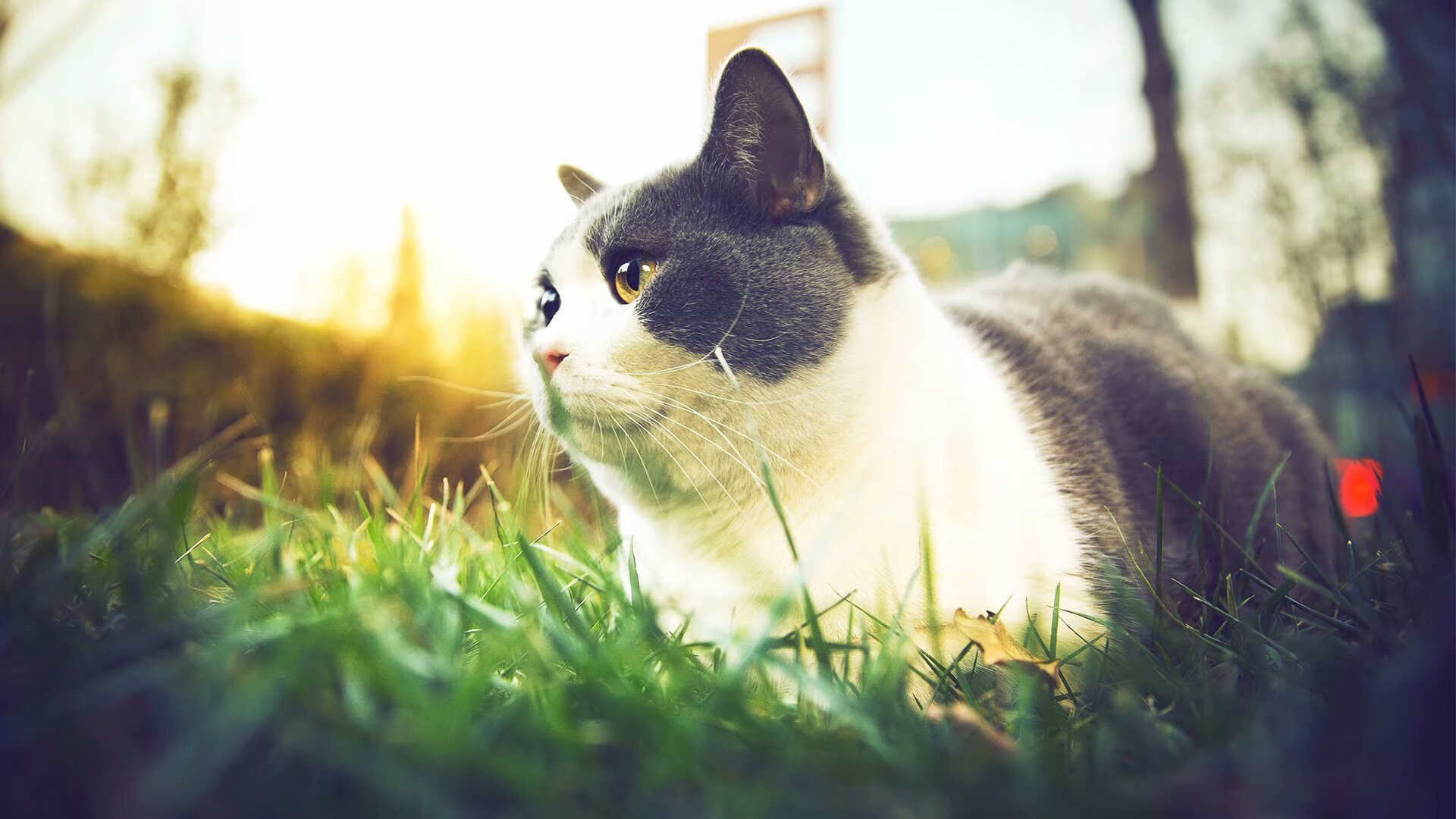 巨龙的沉睡与复苏，当卡拉斯科的教科书照亮威尔士的屠龙之战