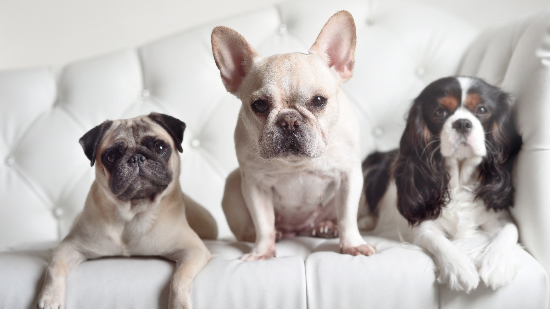 欧冠半决赛之夜,基耶萨的火焰,如何从冰封中将自己重新锻造成光