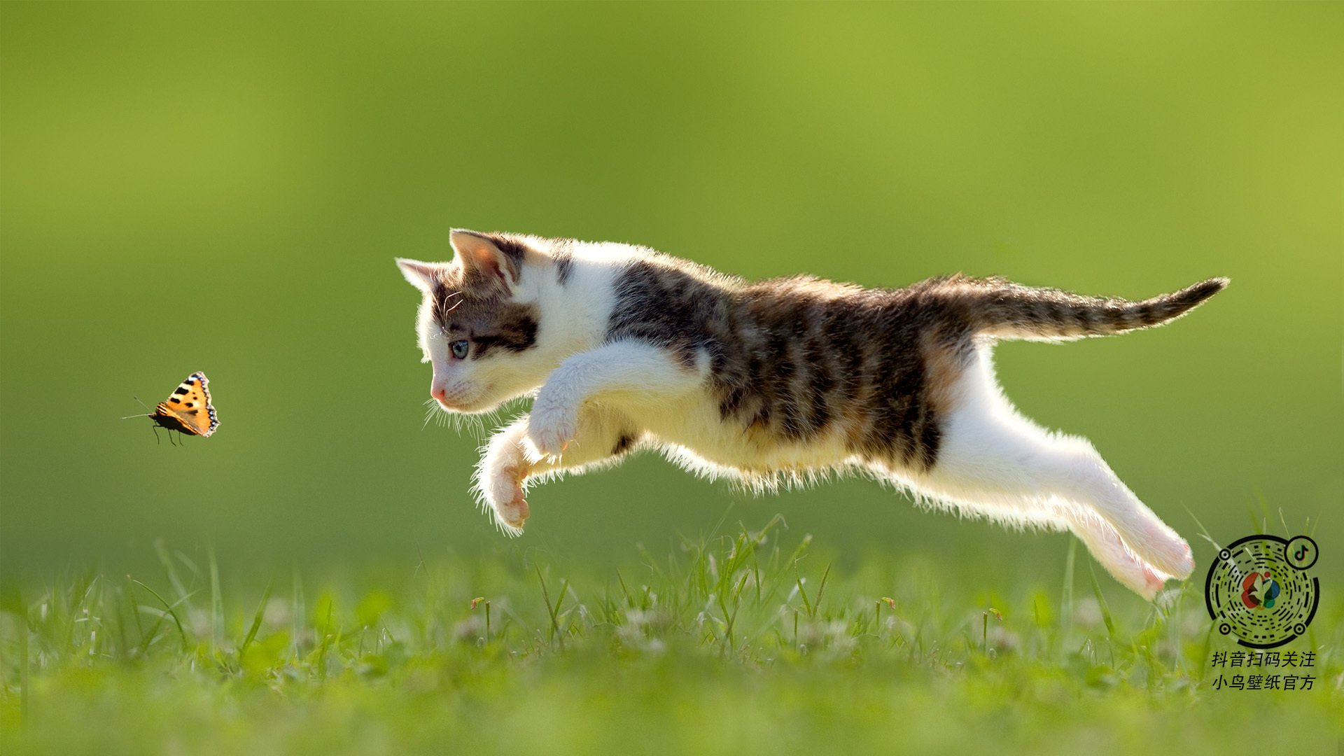 马克西的指挥家之夜,独行侠在节奏洪流中粉碎鹈鹕