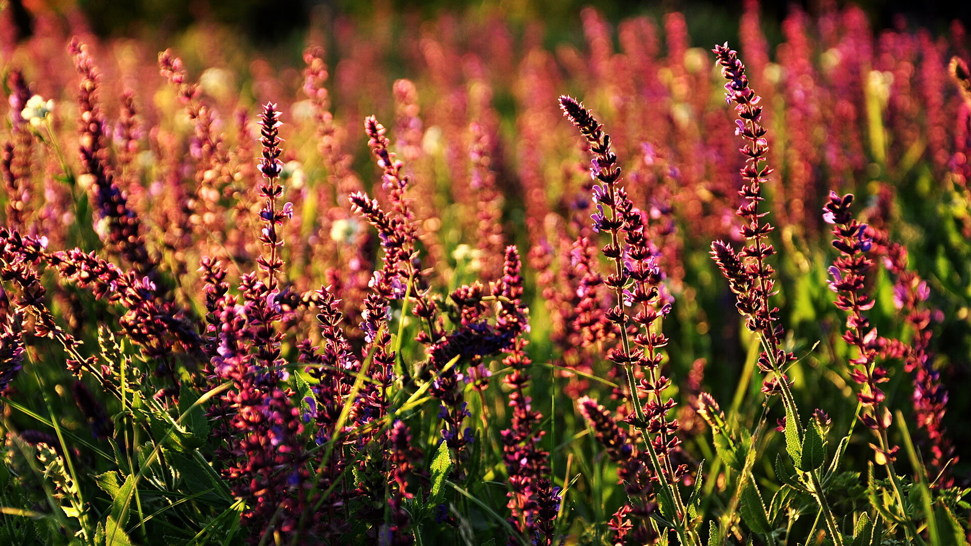 阿什拉夫闪耀，贝蒂斯与冰岛激战早失悬念