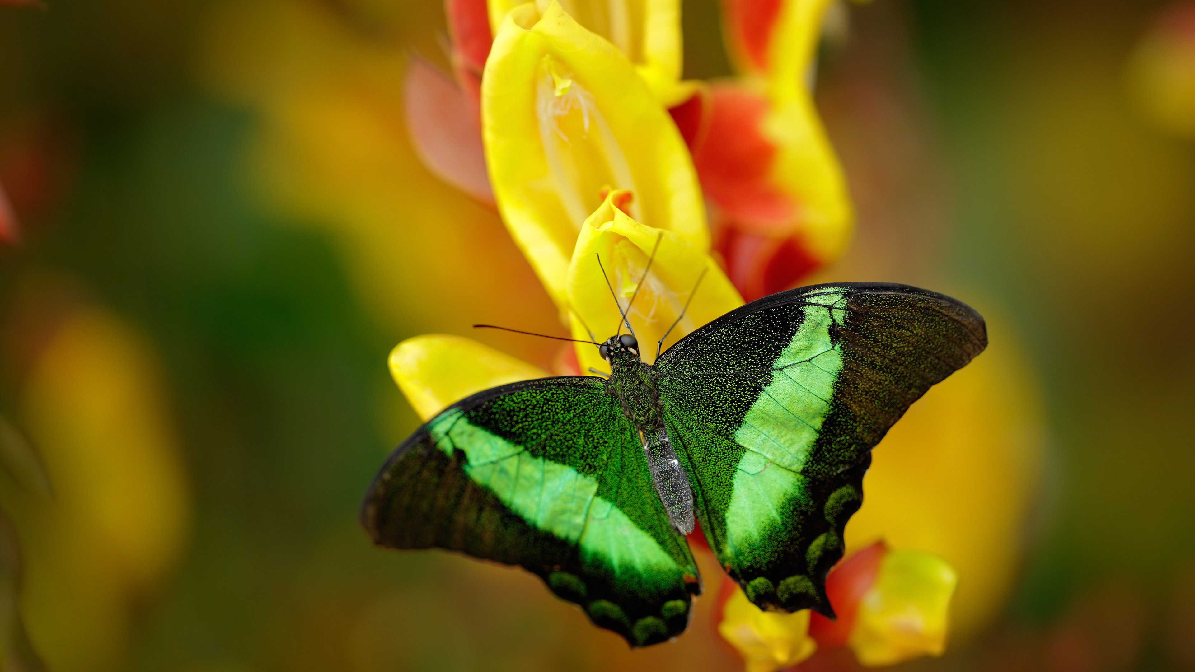 爱游戏官方入口-足球棋盘上的森林法则，当德甲烽烟化为北京对狼群的铁血压制