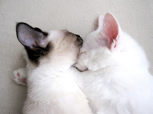 幽灵与舞台，当本泽马在加拿大对阵卡塔尔的赛场上成为无处不在的阴影