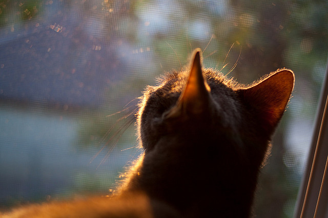战术交响曲，当浙江队的铁幕笼罩活塞，马克西在欧冠之巅独奏华彩