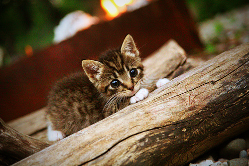 数据子弹与战术钢索,当哥伦比亚的火力网覆盖罗马夜空,马丁内利成为那个永不断电的战术节点